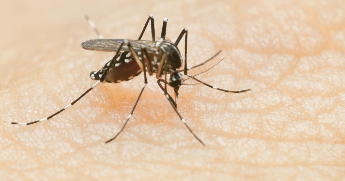 West Nile virus outbreak declared in Pee Dee, most likely in Myrtle Beach