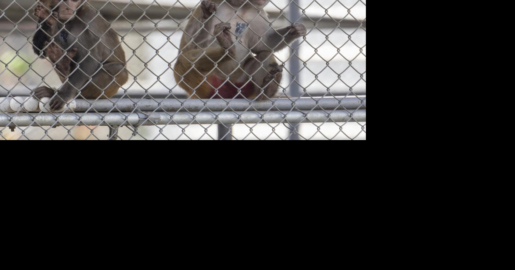 USDA investigates reported deaths of endangered SC monkeys