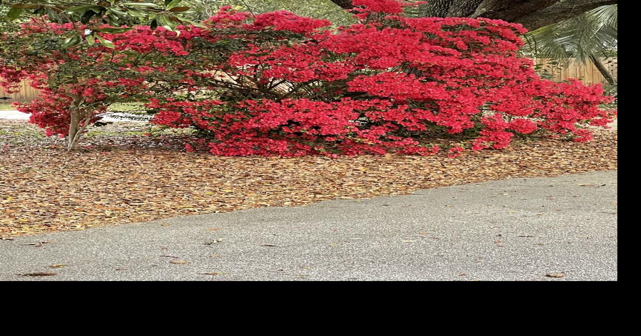 Horticulture Hotline: Save it for a rainy day