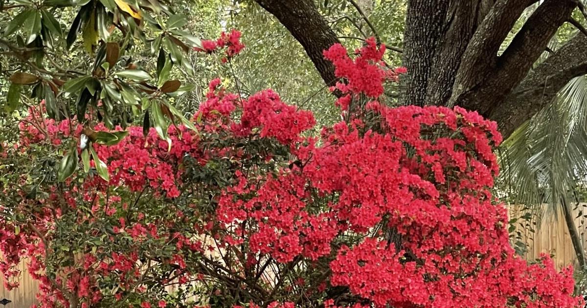Horticulture Hotline: Save it for a rainy day