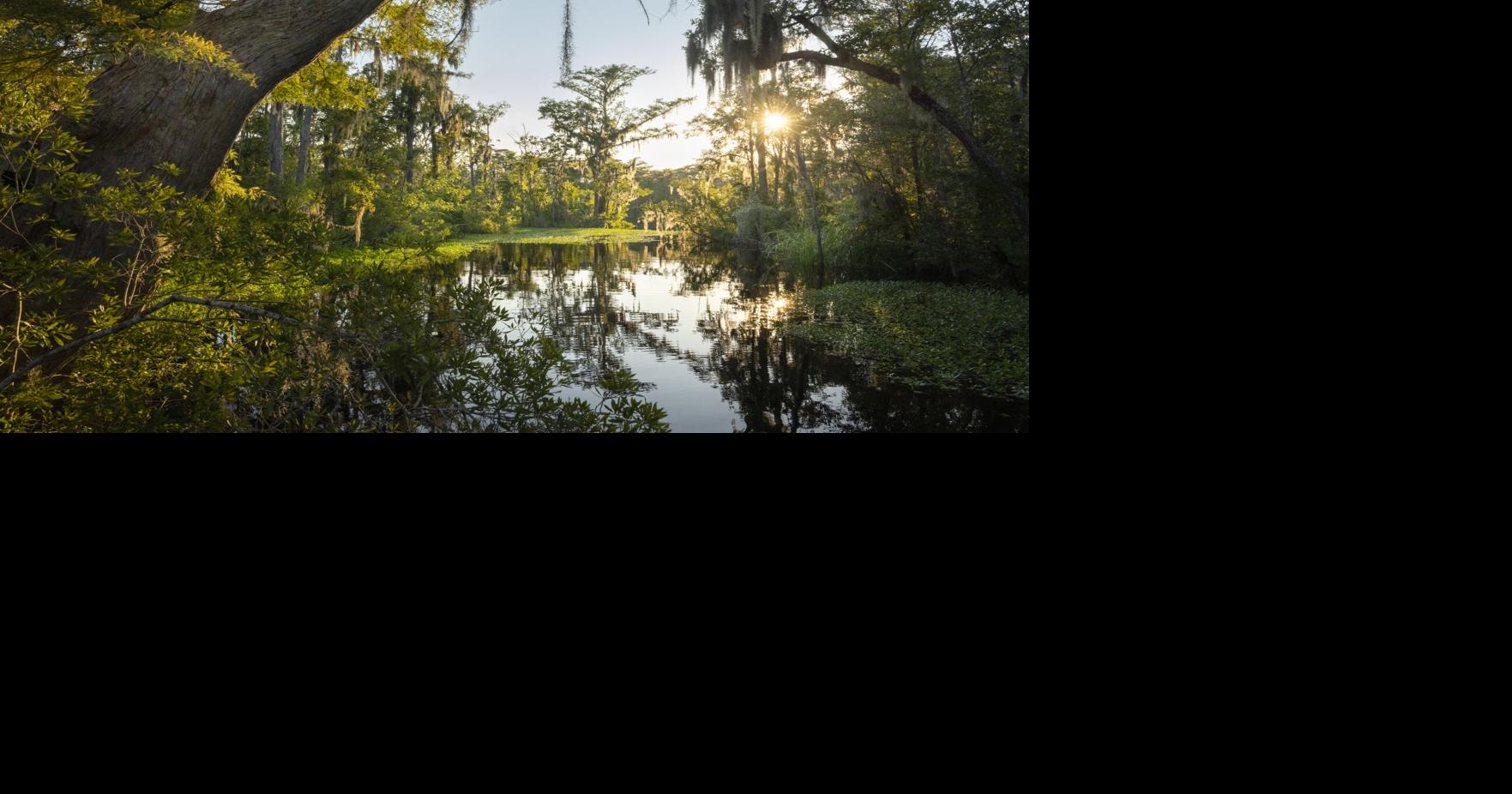 South Carolina will preserve 62,000 acres of forestland