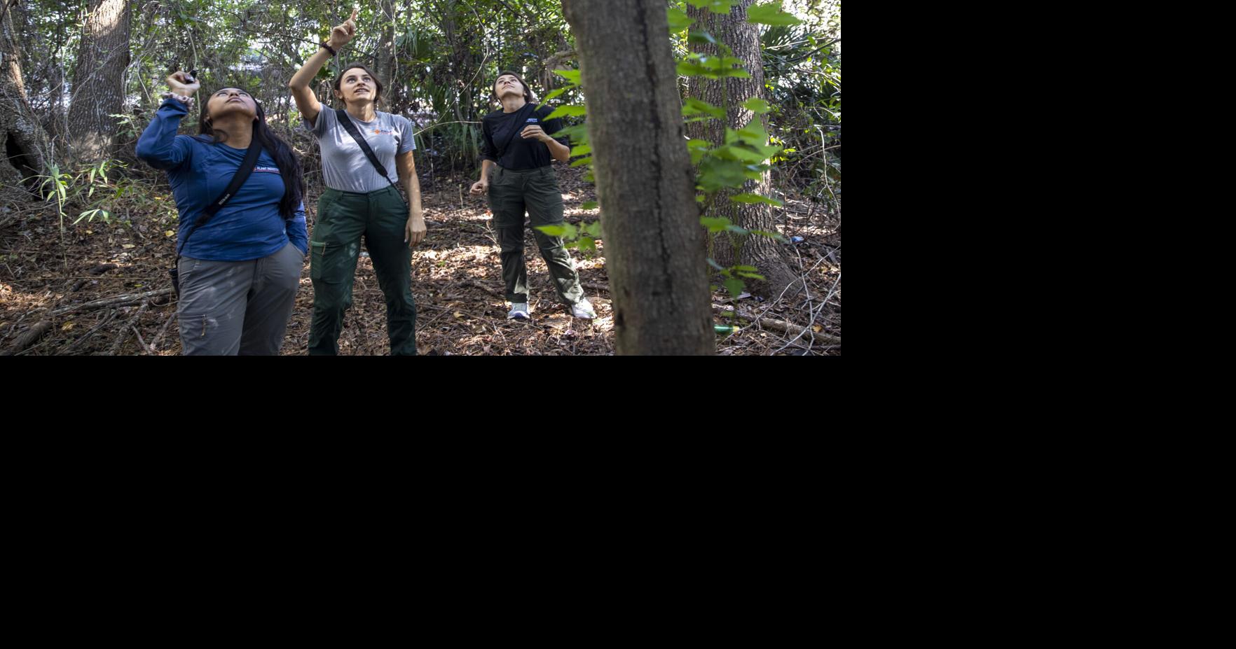 Mount Pleasant steht unter Quarantäne, da der invasive Asiatische ...