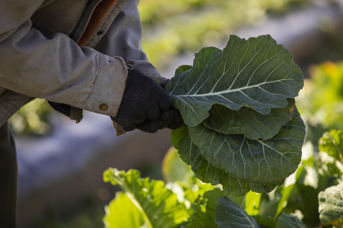 Collards Traditionally Bring Wealth For New Year S Sc Roadside Stands Are Proof Food Postandcourier Com
