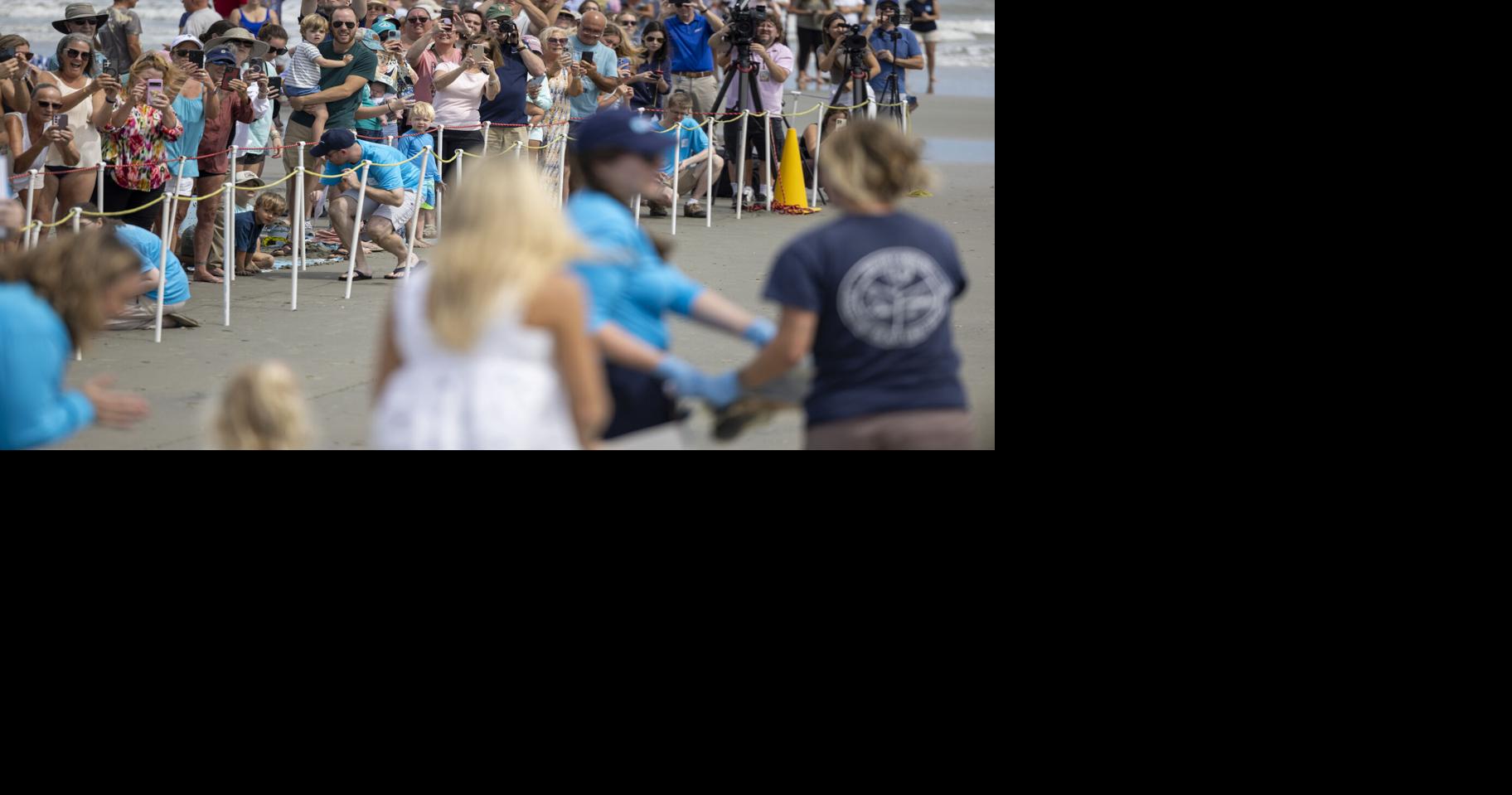 South Carolina Aquarium releases 5 rehabilitated sea turtles back into the ocean