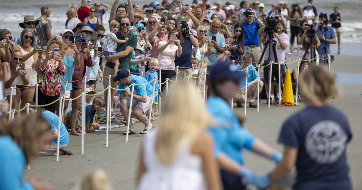 South Carolina Aquarium releases 5 rehabilitated sea turtles back into the ocean