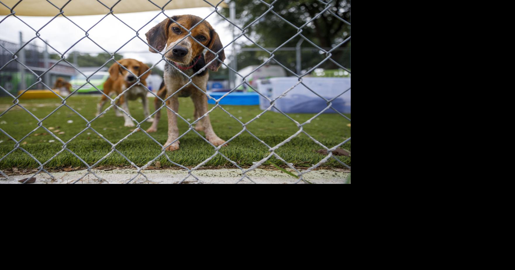 Mount Pleasant leaders take a closer look at animal neglect, cruelty laws