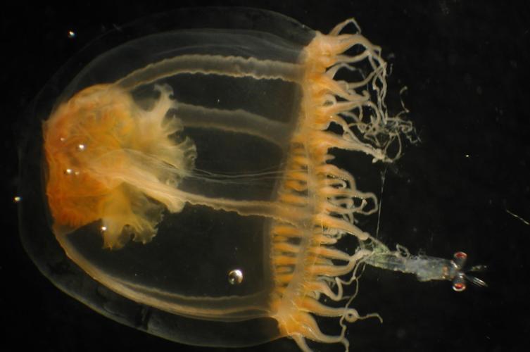 Sea lice,' baby jellyfish may be the cause of fishermen's burning