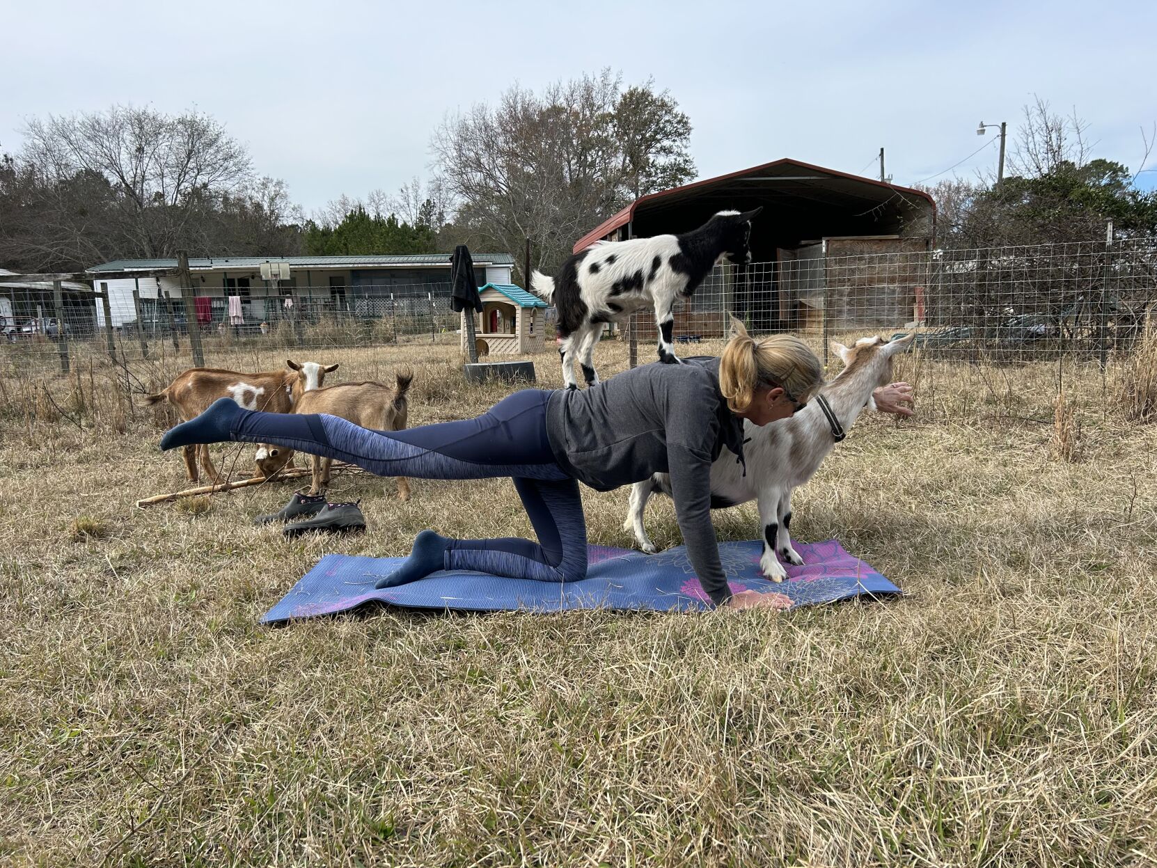 Cute Goat Yoga T Yoga Pose' Sticker | Spreadshirt