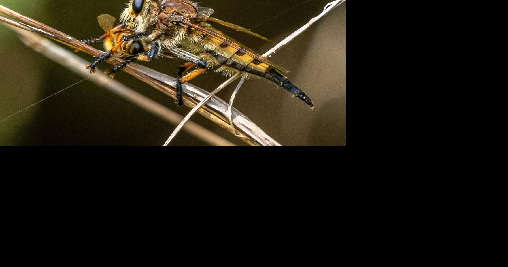 ECOVIEWS: Now is the time to welcome insects