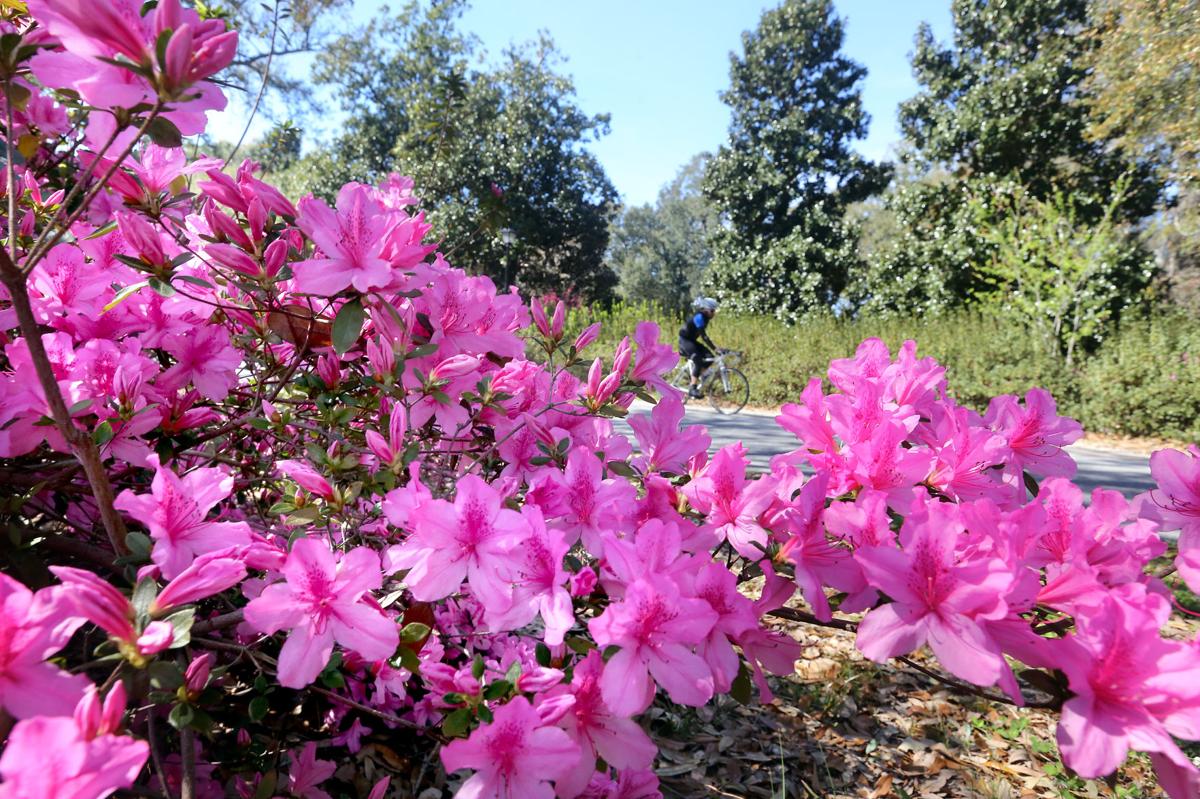 Record Warm Winter Is Making Sc Plants Bloom Weeks Early With Skeeters And Bugs Out Too News Postandcourier Com