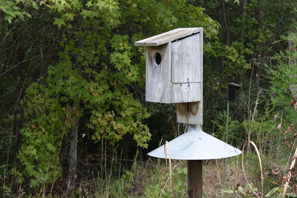 Wood duck boxes available Sports