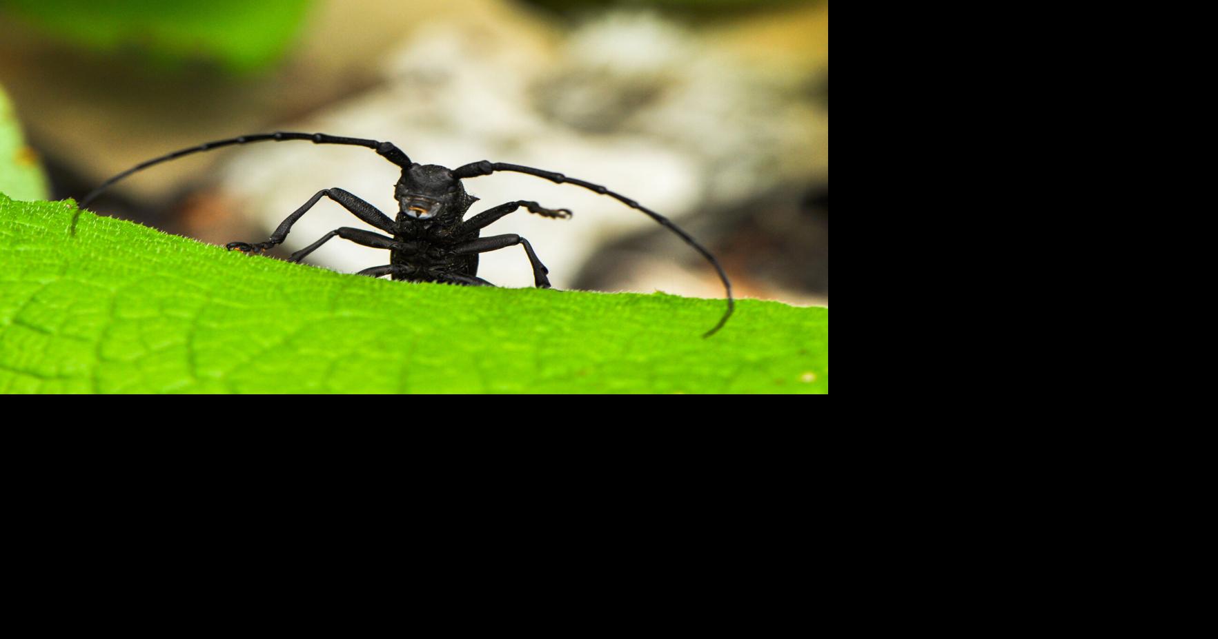 How to protect your SC garden without overusing pesticides