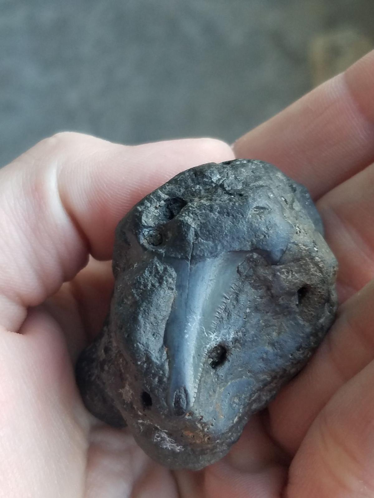 fossilized shark poop