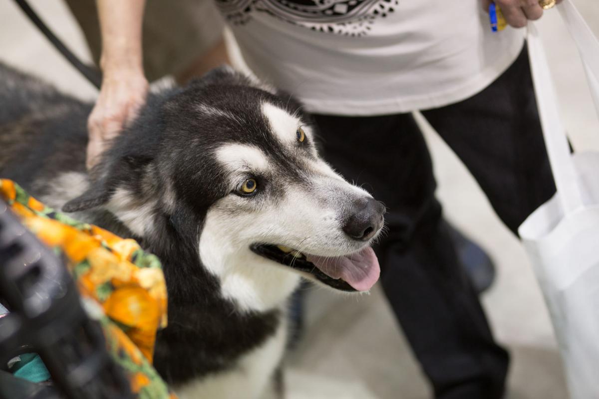 Pet Expo-October 14, 2017-189