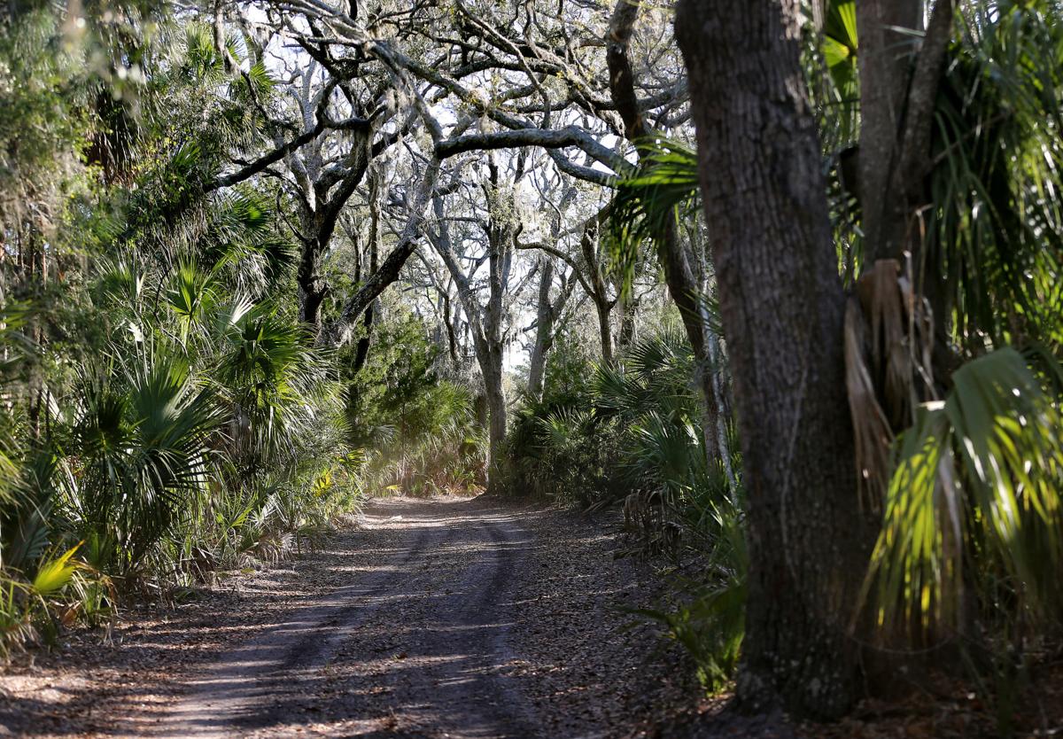 forest trails.jpg