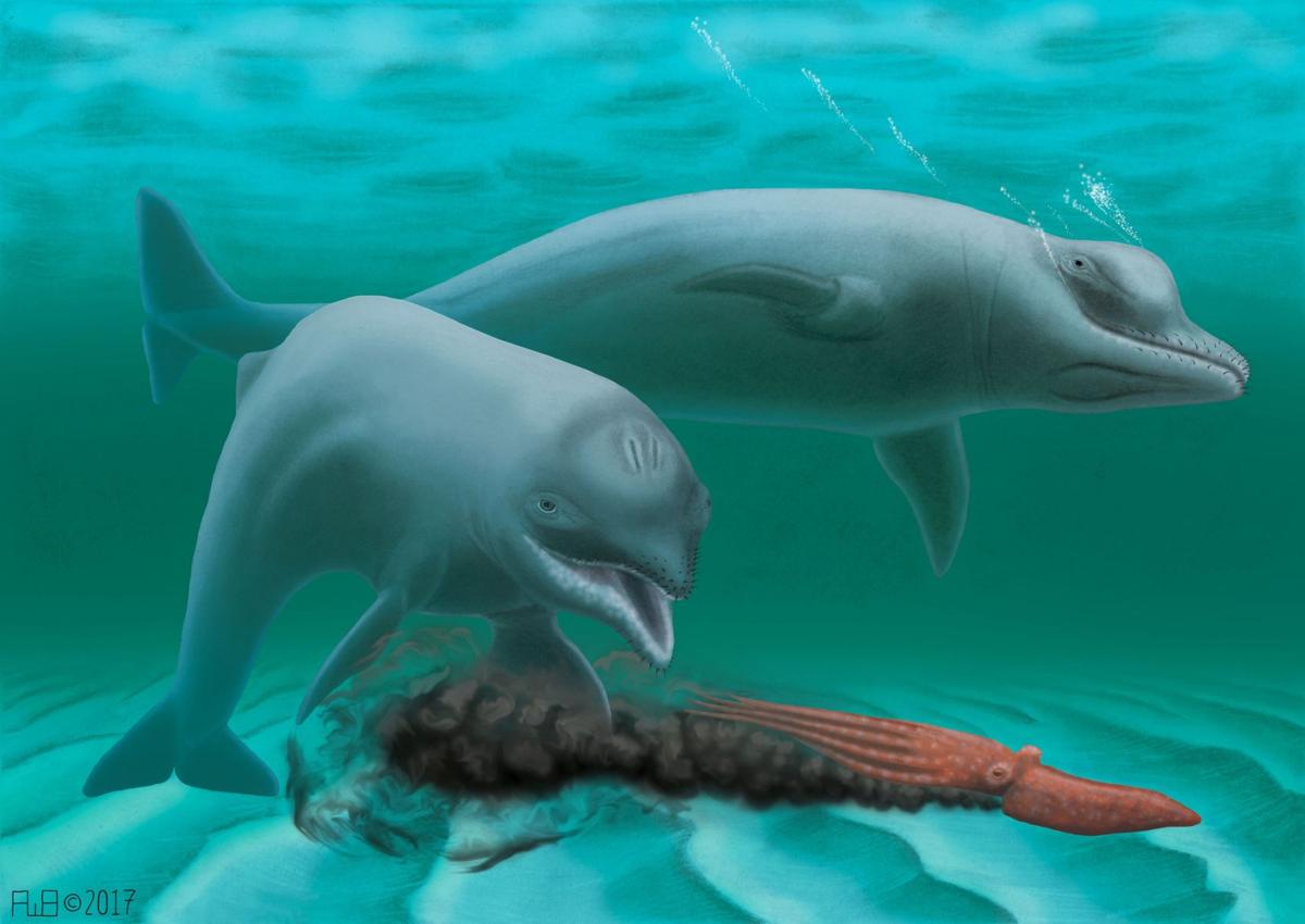 A Dolphin With No Teeth Is Lowcountry S Newest Recognized Fossil News Postandcourier Com Like most mammals, newborn dolphin teeth. a dolphin with no teeth is lowcountry s