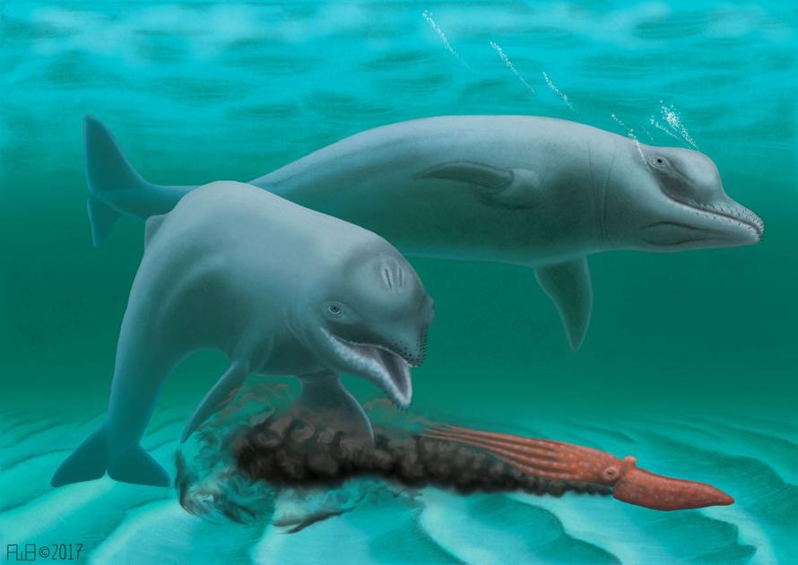 A Dolphin With No Teeth Is Lowcountry S Newest Recognized Fossil News Postandcourier Com Check out our fossil dolphin teeth selection for the very best in unique or custom, handmade pieces from our shops. a dolphin with no teeth is lowcountry s