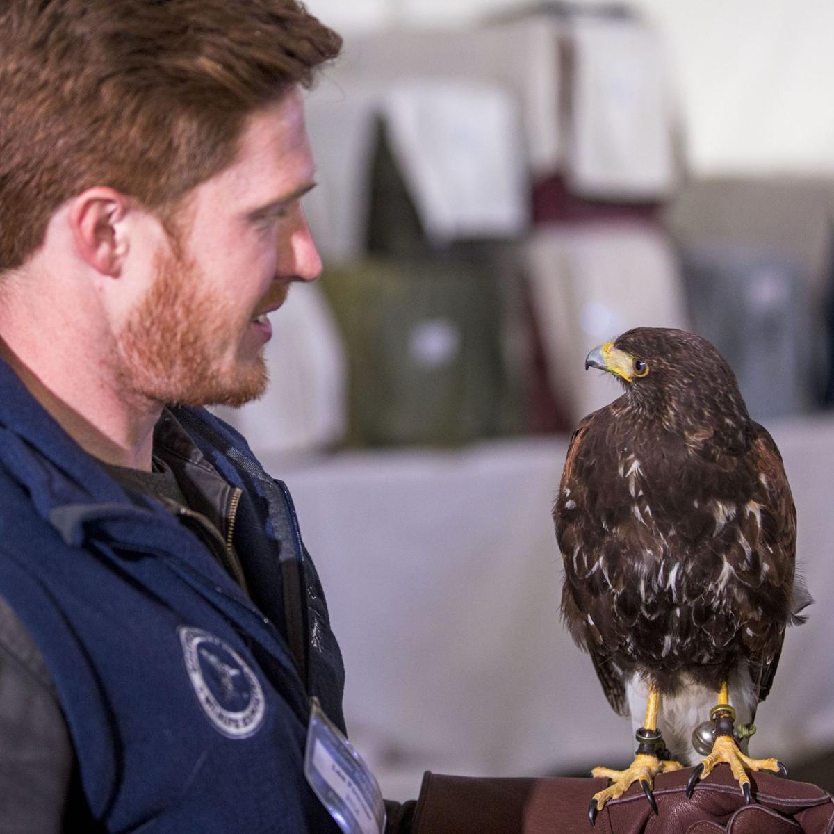 SEWE Birds of Prey