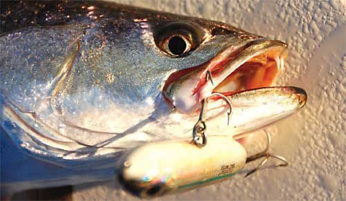 Soft-plastic lures fished in deep holes producing plenty of Charleston trout