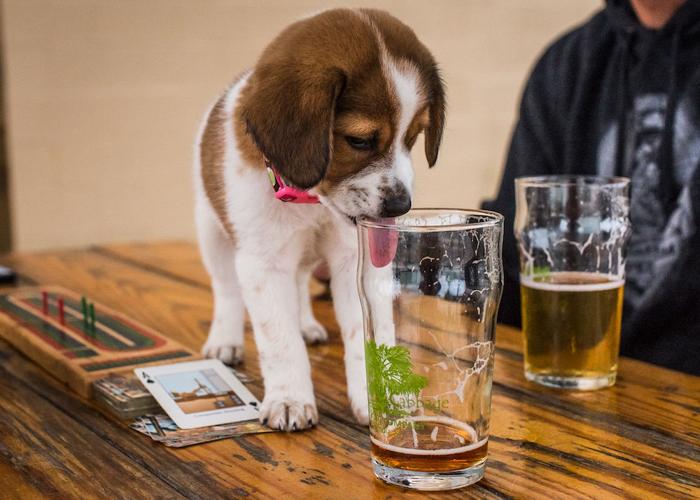 Dog Friendly Charleston Bars