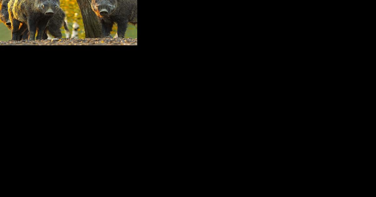 Congaree Park in Columbia closing for feral hog hunts | Columbia News - Vimarsana News