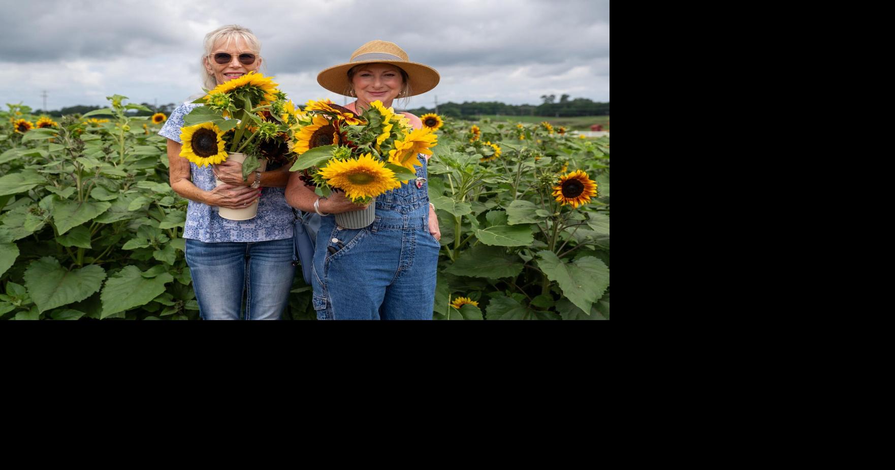 Summer sunflower festival kicks off at Upstate family farm, one of SC's oldest