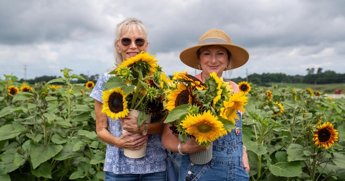Summer sunflower festival kicks off at Upstate family farm, one of SC's oldest