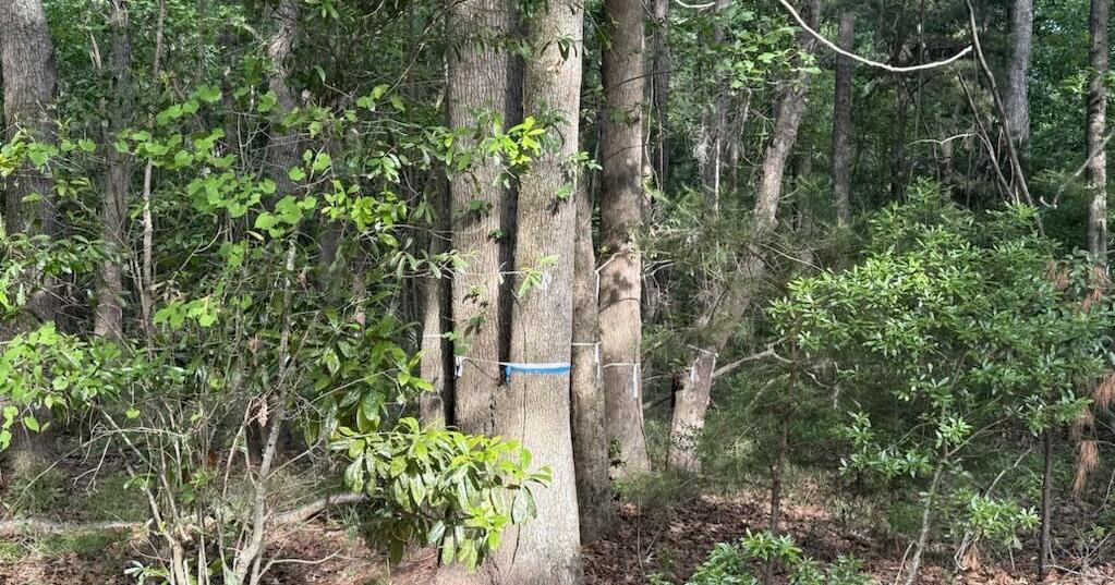 A developer wants to clear nearly 50 trees in West Ashley for housing. Residents are pushing back.
