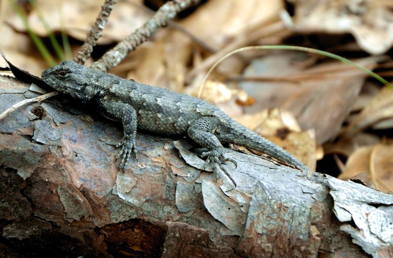 ECOVIEWS: Lizards have an array of unusual traits | Features