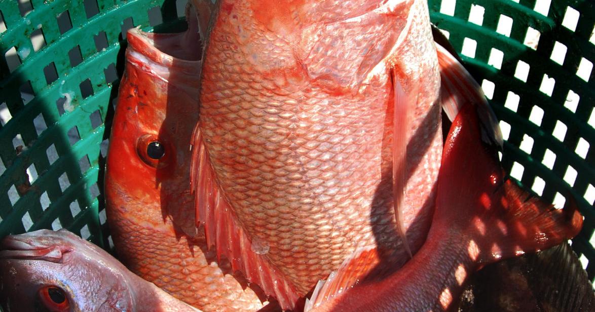 Fresh snapper, grouper on plate year-round? | News | postandcourier.com