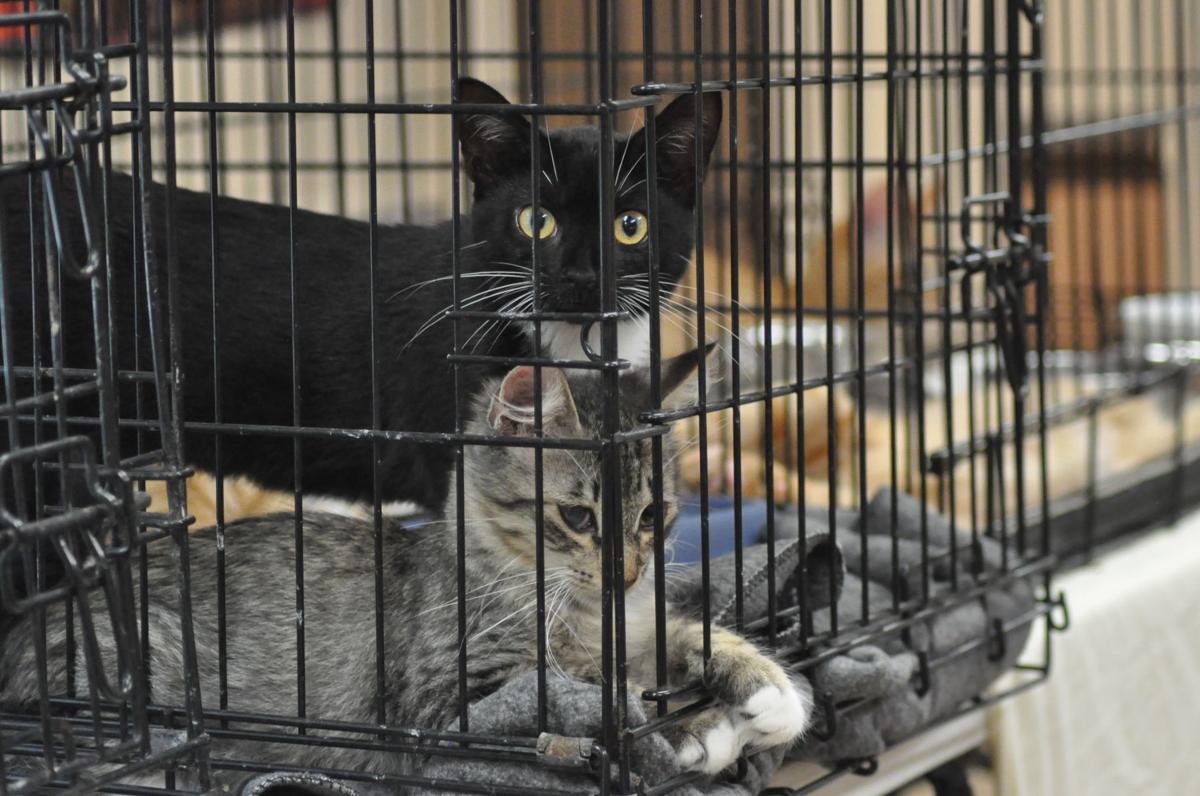 SPCA shelter prepares for 'facelift' News