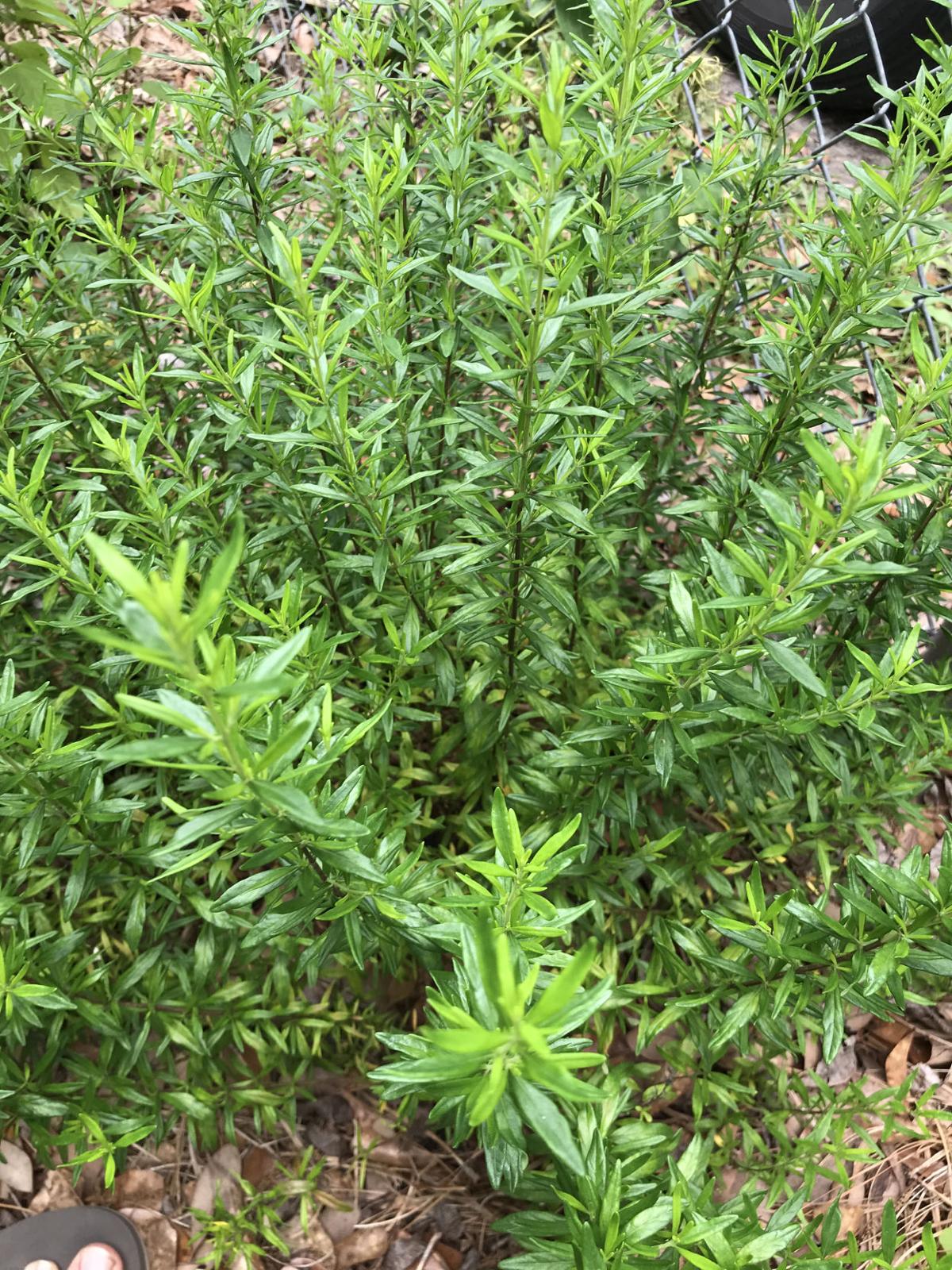 Gardening Mint family plants are easy to grow, attract