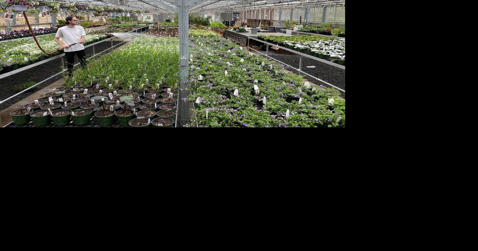 Annuals and TTC Horticulture spring sale