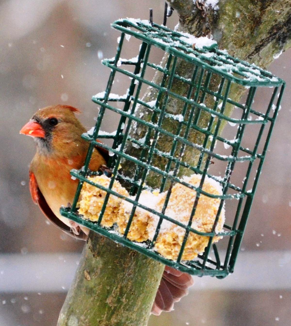Northern cardinals the love birds of the backyard Features