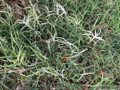 cascading plants Blue Cascade Rosemary