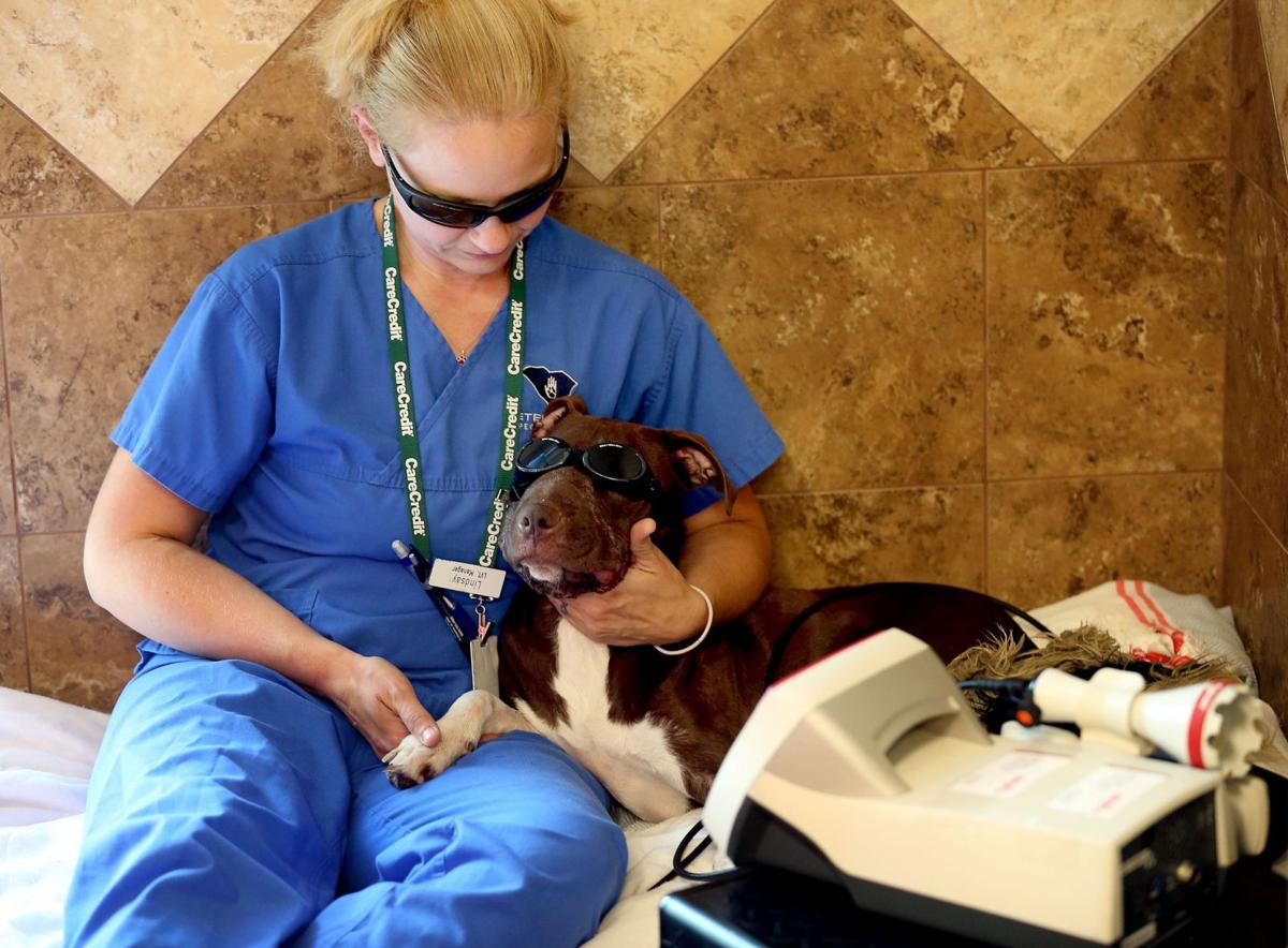 Caitlyn recovering at vet clinic