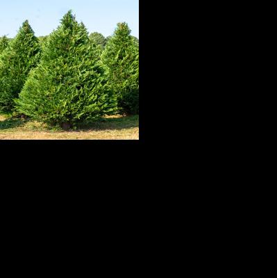 Support South Carolina farmers by going green