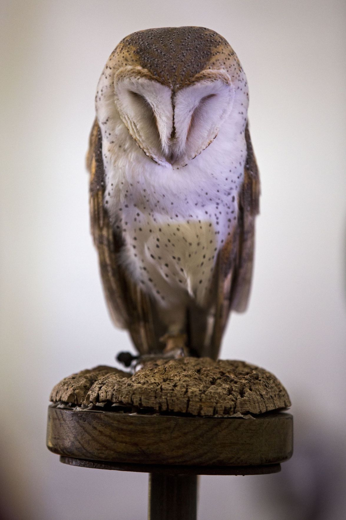 SEWE Birds of Prey
