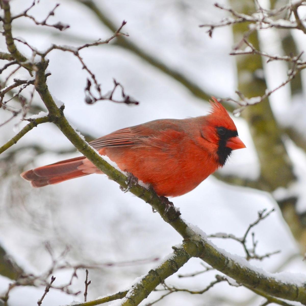 Northern Cardinals The Love Birds Of The Backyard Features Postandcourier Com