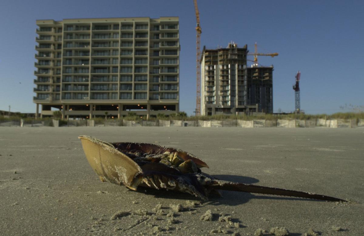 Piles Of Dead Horseshoe Crabs Raising A Stink Archives Postandcourier Com