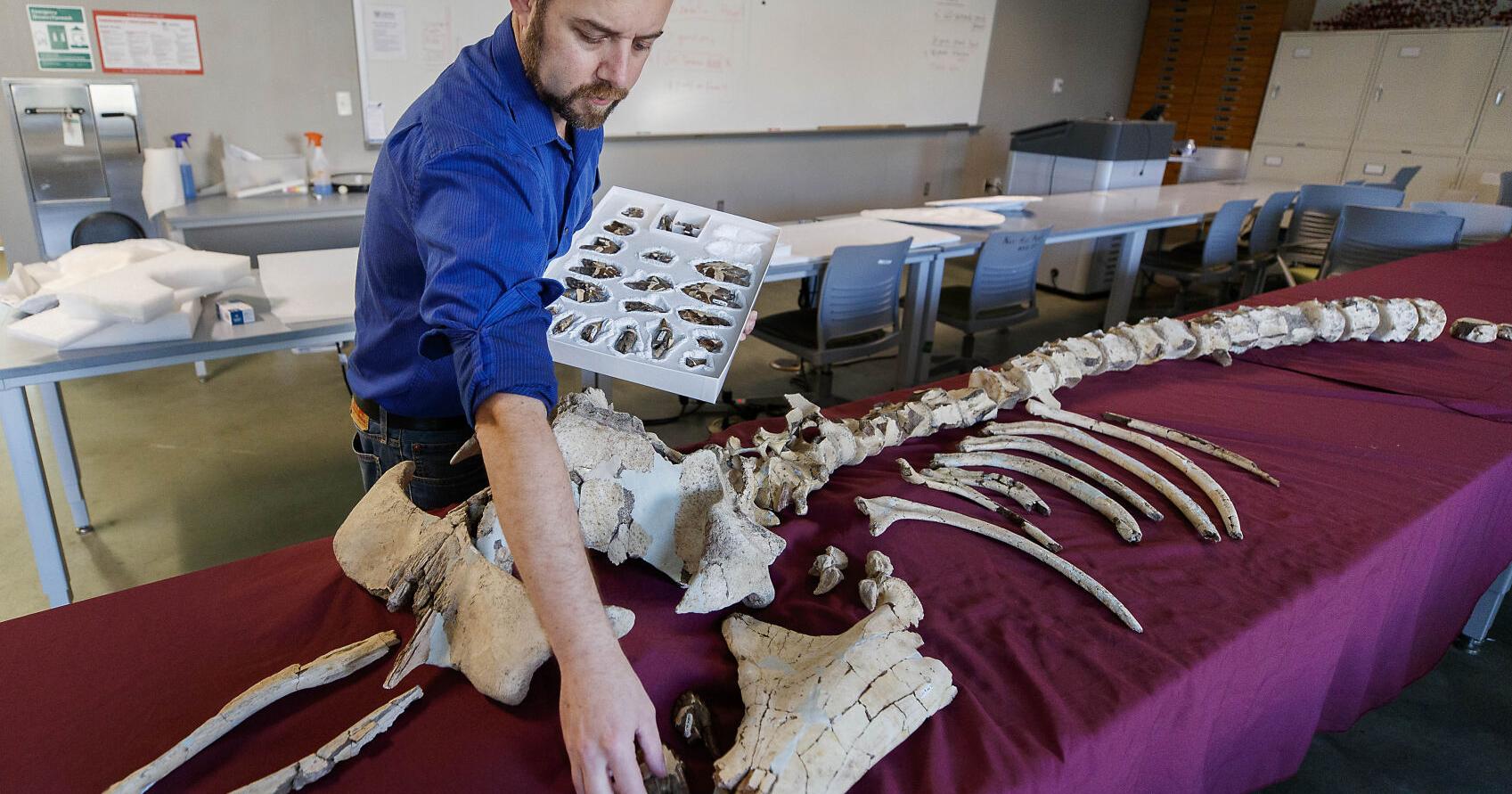 Paleontologist implicated in Charleston missing fossil probe | News - Vimarsana News