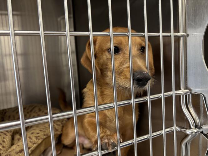 new-greenville-animal-welfare-laws-may-grant-shelter-relief