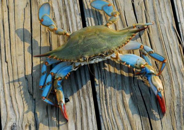 Awendaw Blue Crab Festival, Aug. 25 | Community News | postandcourier.com