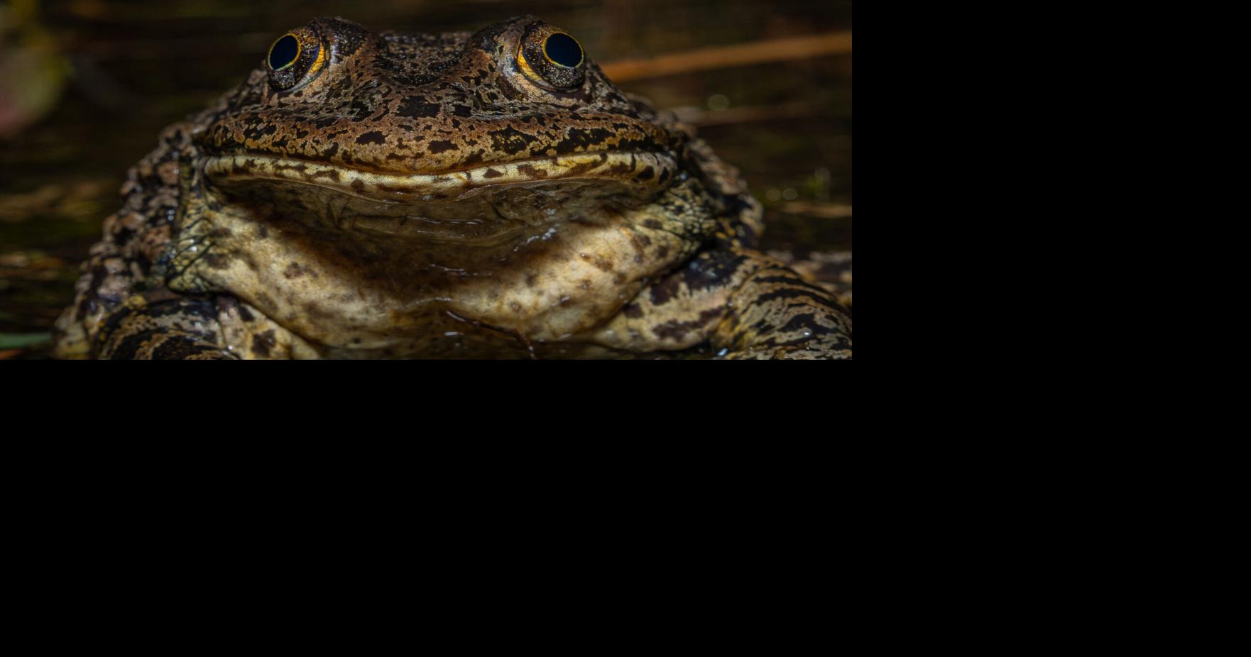 Gopher frogs could offer glimpse into future of SC wetlands
