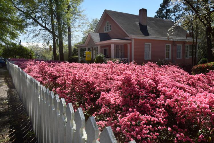 Abundant azaleas jazz up North Augusta home