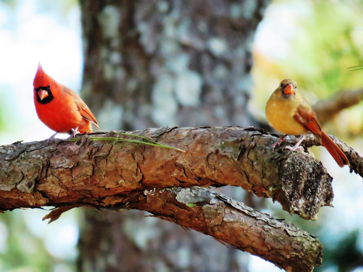 Northern cardinals - the love birds of the backyard | Features
