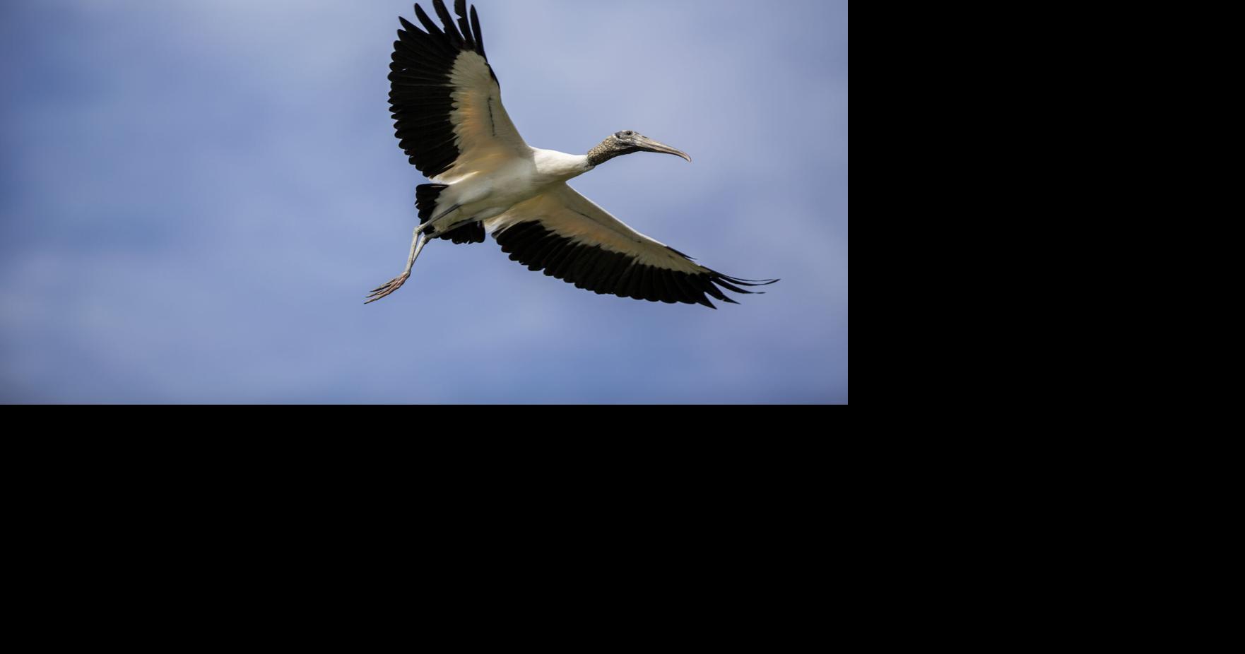 This SC bird nearly went extinct. Now it's losing federal protection.