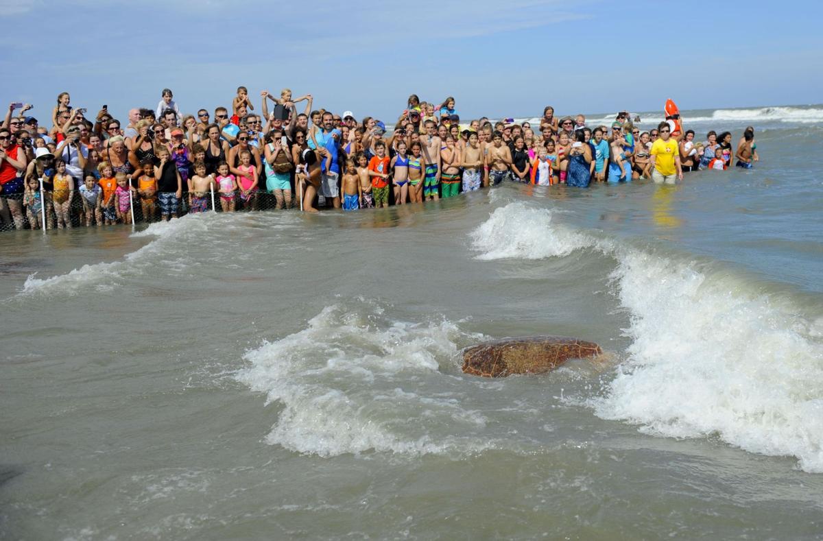 Loggerhead Release