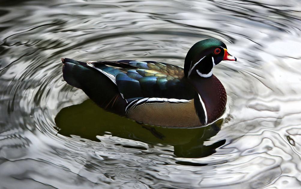 Wood Ducks in SC Thrive in Part Due to State Free Duck Box Distribution Program |  News