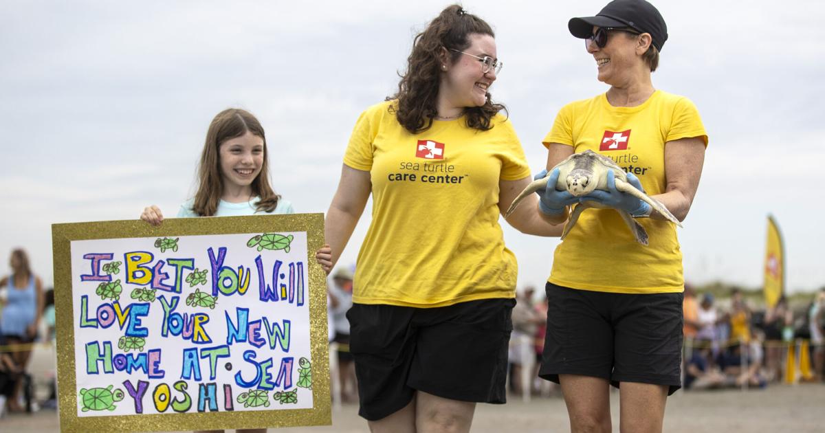 3 rare Kemp's Ridley sea turtles returned to ocean after rehab at SC ...